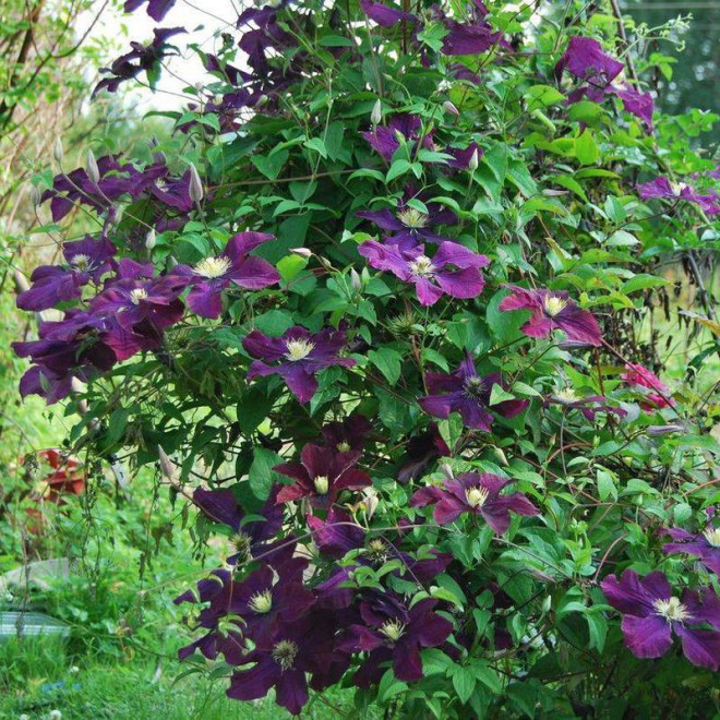 Powojnik Clematis Warszawska Nike