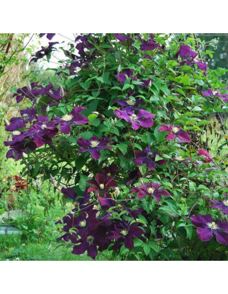 Powojnik Clematis Warszawska Nike