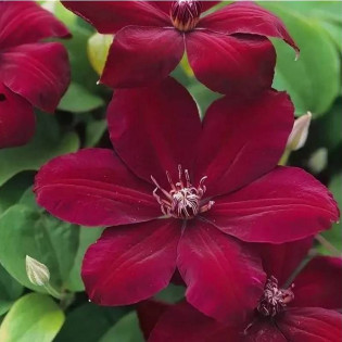 Powojnik Westerplatte Clematis