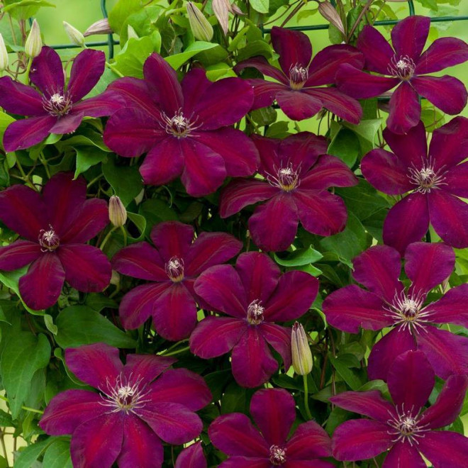 Westerplatte Clematis Powojnik