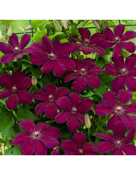 Westerplatte Clematis Powojnik