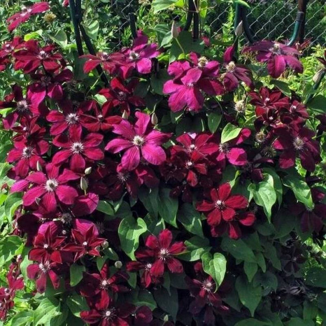 Powojnik Clematis Westerplatte