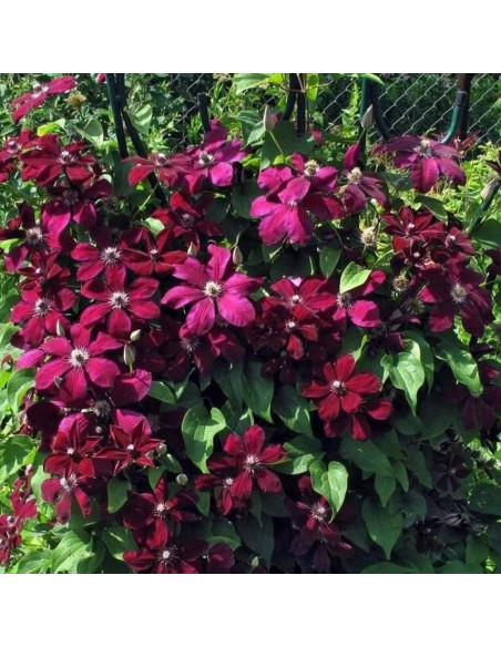 Powojnik Clematis Westerplatte