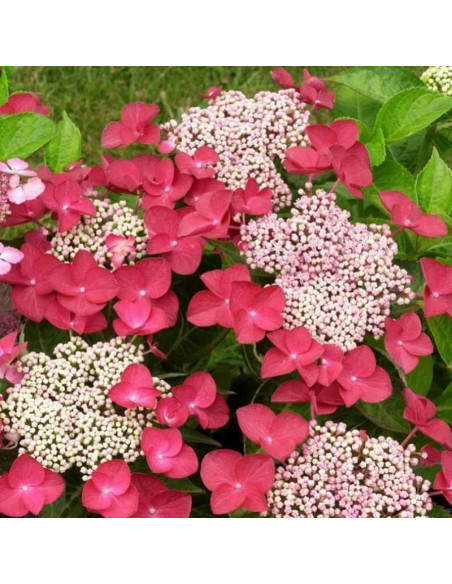 Hortensja ogrodowa Rotschwanz Hydrangea macrophylla