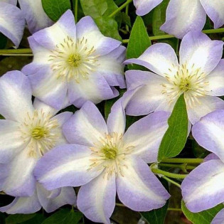 Powojnik Yukikomachi Clematis