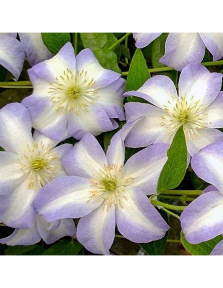 Powojnik Yukikomachi Clematis