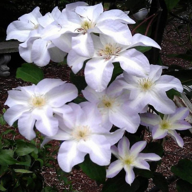 Yukikomachi Clematis Powojnik