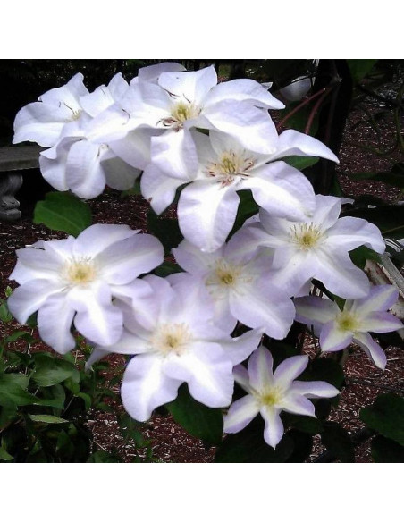 Yukikomachi Clematis Powojnik