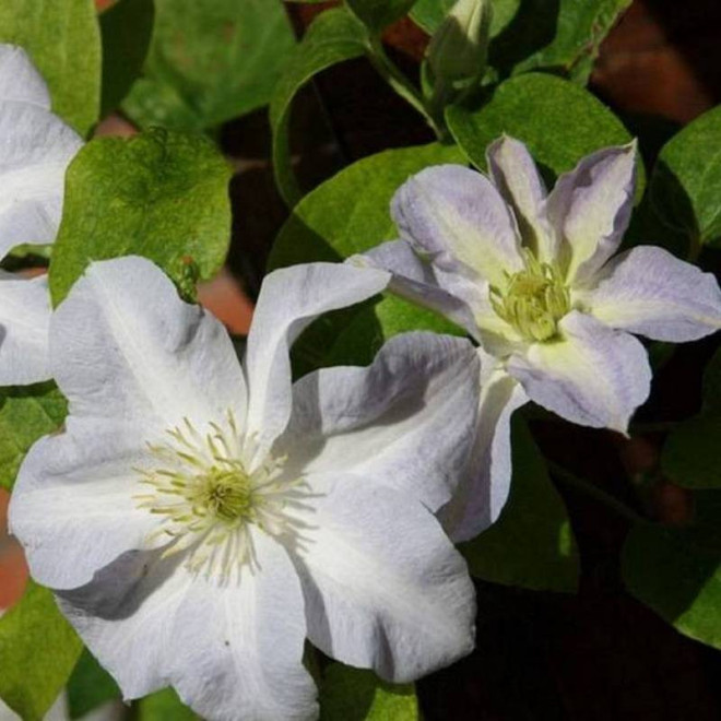 Powojnik Clematis Yukikomachi