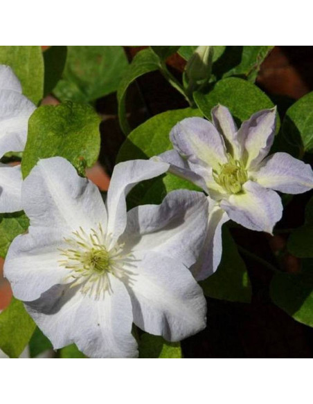 Powojnik Clematis Yukikomachi