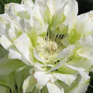 Powojnik Yukikoshi Clematis