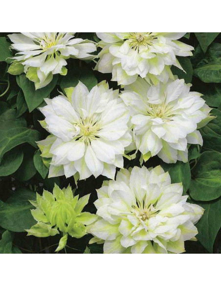 Yukikoshi Clematis Powojnik