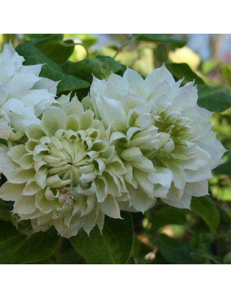 Powojnik Clematis Yukikoshi