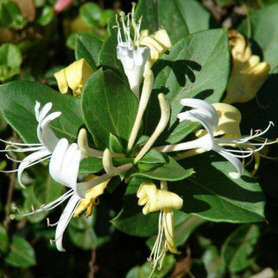 Wiciokrzew Halliana Lonicera