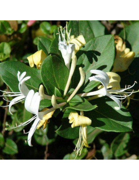 Wiciokrzew Halliana Lonicera