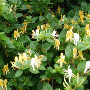 Wiciokrzew Halliana Lonicera 2
