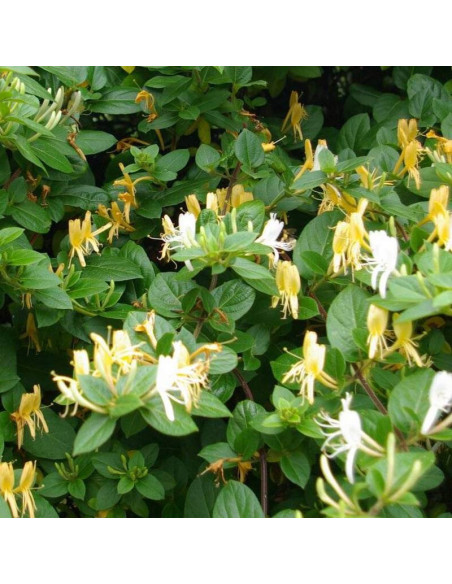 Halliana Lonicera Wiciokrzew