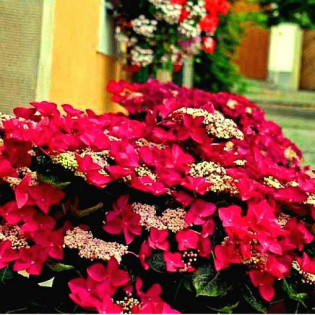 Hortensja ogrodowa Rotschwanz Hydrangea macrophylla 2