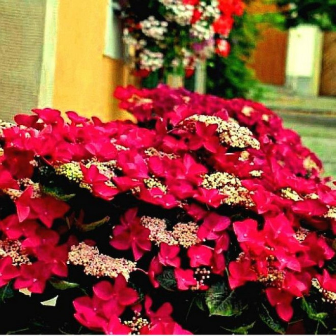 Rotschwanz Hortensja ogrodowa Hydrangea macrophylla