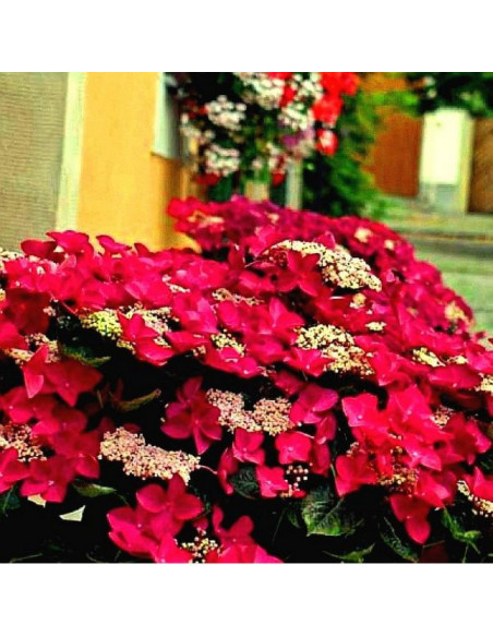 Rotschwanz Hortensja ogrodowa Hydrangea macrophylla