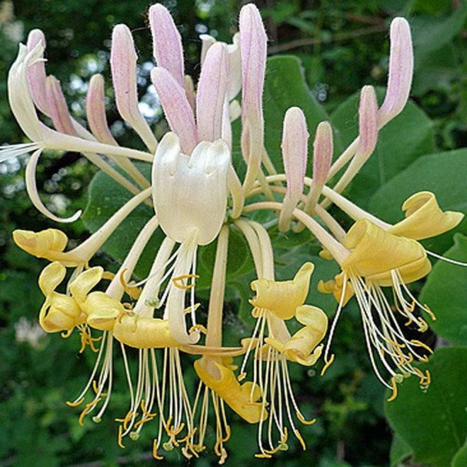 Wiciokrzew Lonicera Halliana