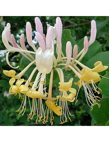 Wiciokrzew Lonicera Halliana