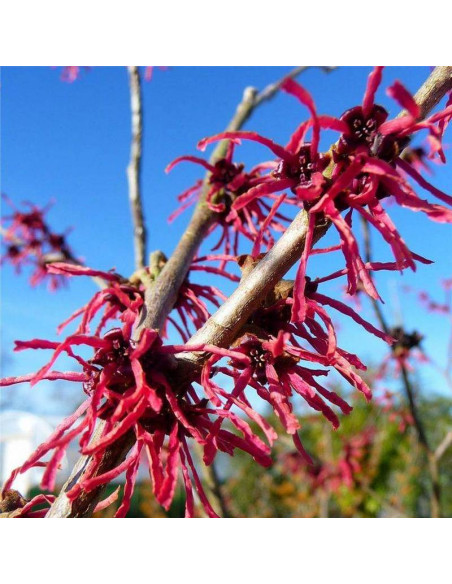 Diane Hamamelis x intermedia Oczar pośredni