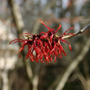 Diane Hamamelis x intermedia Oczar pośredni 2