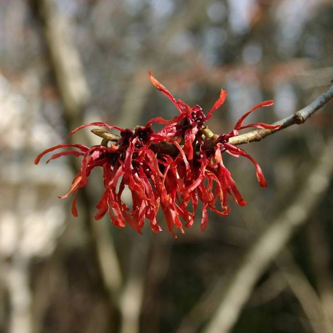 Oczar pośredni Diane Hamamelis x intermedia