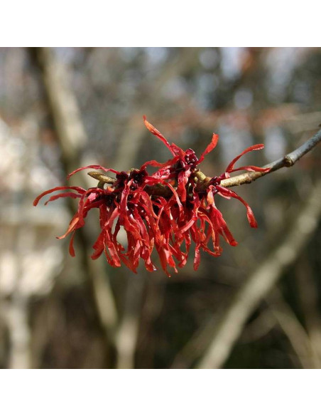 Oczar pośredni Diane Hamamelis x intermedia