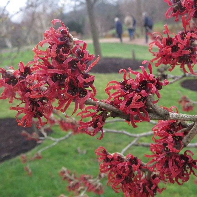 Oczar pośredni Hamamelis x intermedia Diane