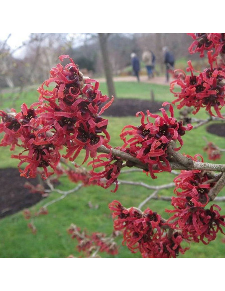 Oczar pośredni Hamamelis x intermedia Diane