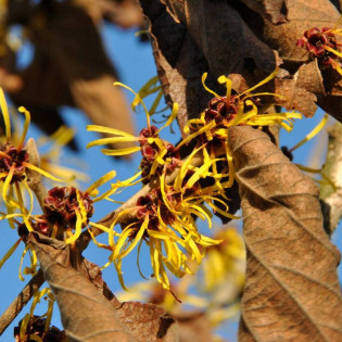 Oczar pośredni Westerstede Hamamelis ×intermedia