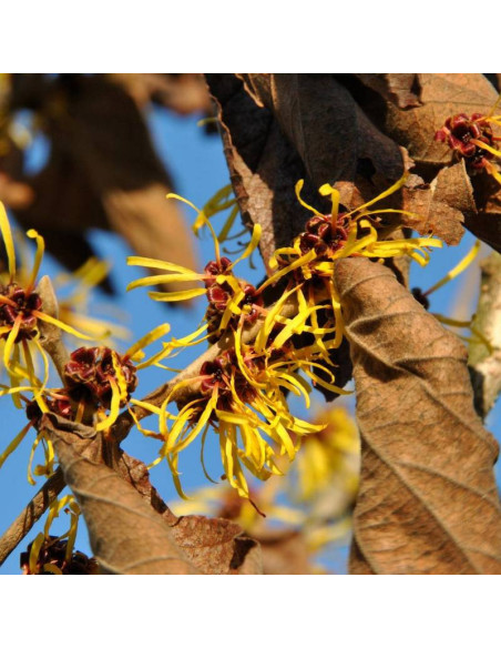 Oczar pośredni Westerstede Hamamelis ×intermedia