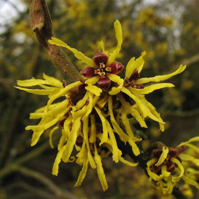 Westerstede Hamamelis ×intermedia Oczar pośredni