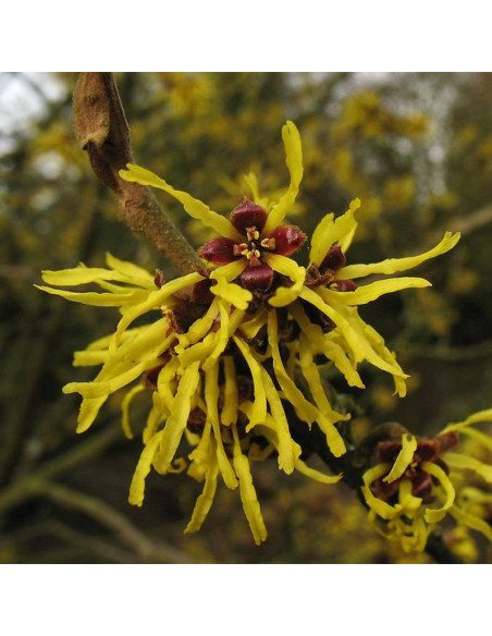 Westerstede Hamamelis ×intermedia Oczar pośredni
