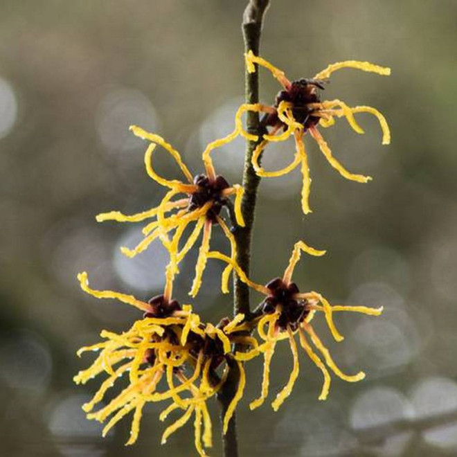 Oczar pośredni Hamamelis ×intermedia Westerstede