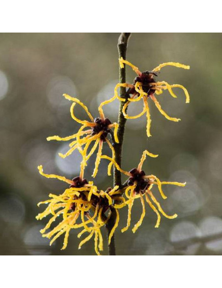 Oczar pośredni Hamamelis ×intermedia Westerstede
