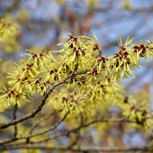 Hamamelis virginiana Oczar wirginijski 2