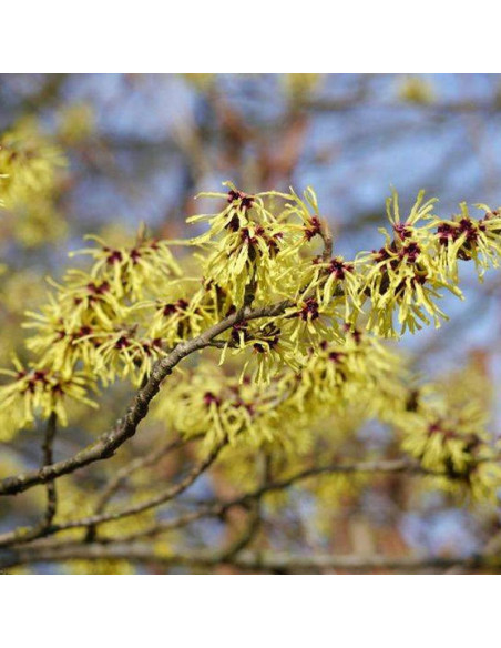 Oczar wirginijski Hamamelis virginiana