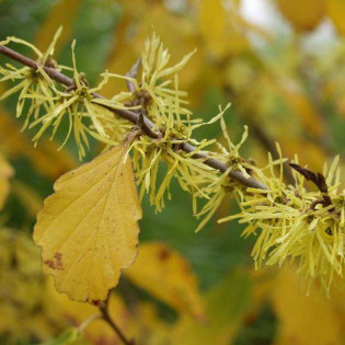 Hamamelis virginiana Oczar wirginijski