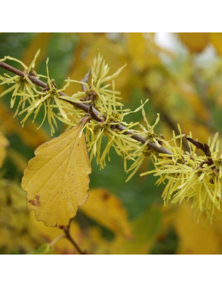 Hamamelis virginiana Oczar wirginijski