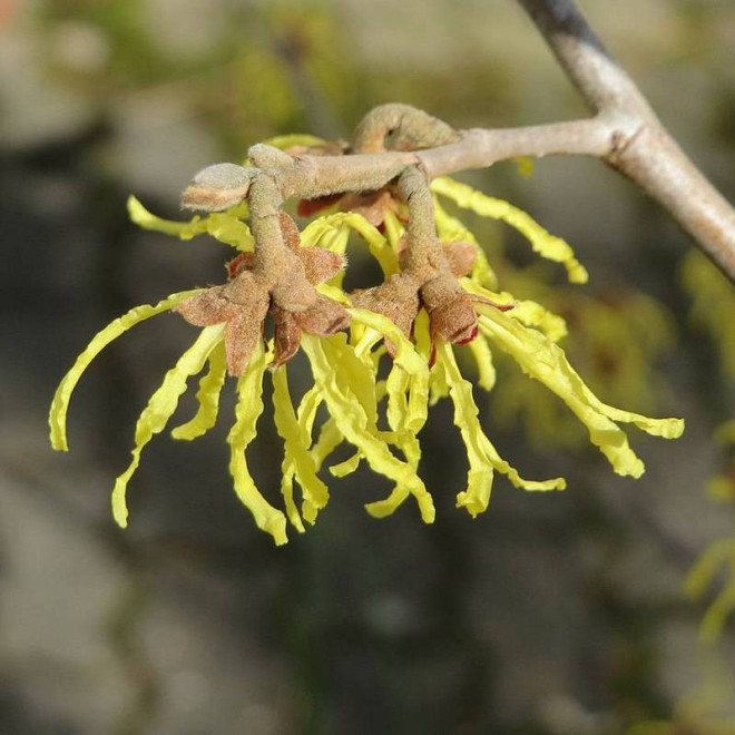 Hamamelis virginiana Oczar wirginijski