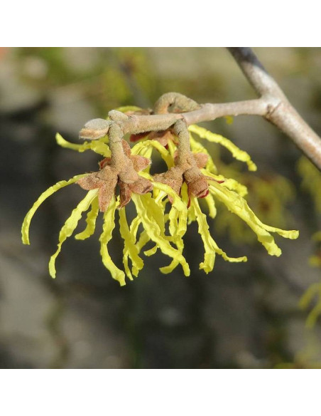 Hamamelis virginiana Oczar wirginijski
