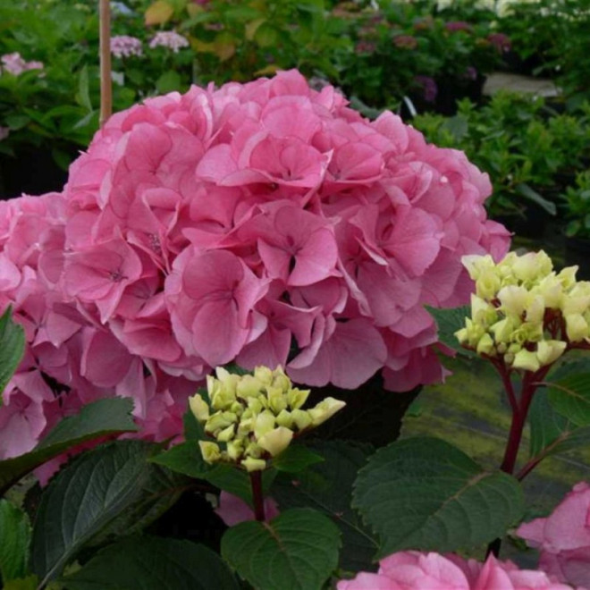 Hortensja ogrodowa Saxon PBR Schloss Zuschendorf Hydrangea macrophylla