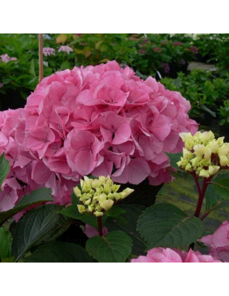 Hortensja ogrodowa Saxon PBR Schloss Zuschendorf Hydrangea macrophylla