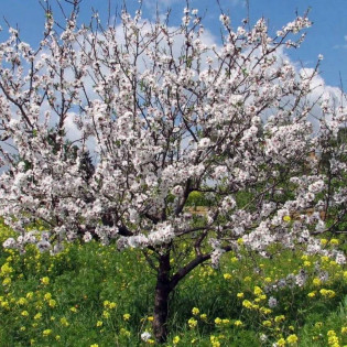 Migdał jadalny Prunus dulcis 2