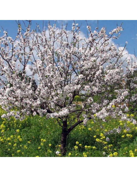 Prunus dulcis Migdał jadalny