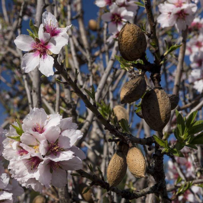 jadalny Prunus dulcis Migdał