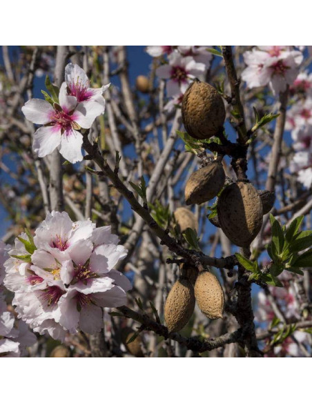 jadalny Prunus dulcis Migdał